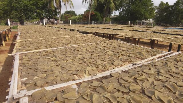 Panning up view of raw fish crackers getting dried up in the sun on the table in Besut, Terengganu. 4K
