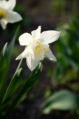 white narcissus on a green background