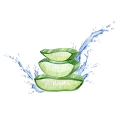 The aloe vera plant. Slices of juicy succulent aloe with splashes of water. Watercolor illustration, hand-drawn. Isolated on a white background. For packaging cosmetics, wrapping paper, postcards.