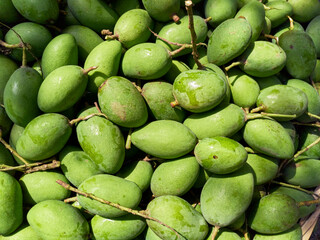 background of freshly plucked unripe mangoes, before sending to market for sale. Photo taken in Basirhat, West Bengal. Mango (Mangifera indica) is National fruit of India.