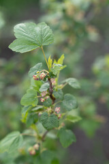 currant blossomed in the garden near the house