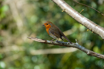 Robin redbreast perched on a branch with a blurred green background