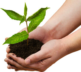Green plant in human hands isolated on white background