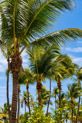 Fototapeta premium Tall palm trees on the tropical beach “Les Boucaniers“ on the “Pointe Marin“ in Saint Anne on Martinique island in the Caribbean Sea. Idyllic french holiday paradise with typical vegetation.
