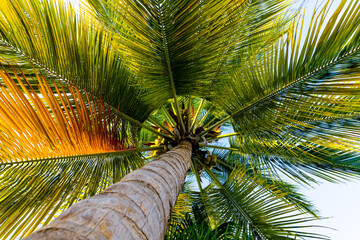 Palm tree with green and yellow leaves and coconuts in a garden on tropical island Martinique...