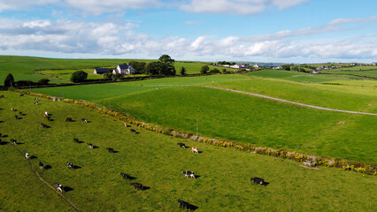 Fototapeta premium A herd on a fenced green pasture in Ireland, top view. Organic Irish farm. Cattle grazing on a grass field, landscape. Animal husbandry. Green grass field under blue sky