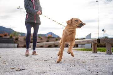 Puppy pulling her owner on a leash - obrazy, fototapety, plakaty