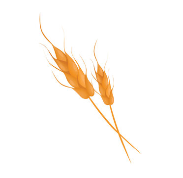 recommend clip art: Concept Farm village field garden grain wheat. The illustration depicts a flat, vector design of a cartoon wheat field in a farm garden. Vector illustration.