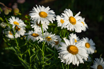 white garden daisies on a green background in the lower corner of the photo