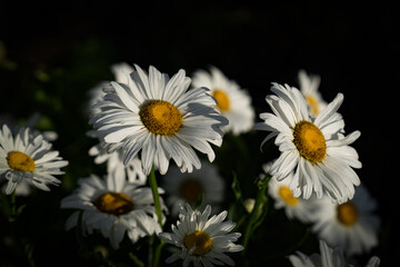 white garden daisies under the sun on a dark background