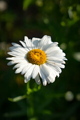 Fototapeta premium daisy flower closeup