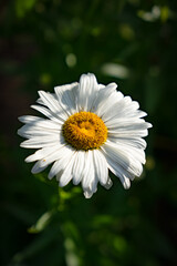 Obraz premium white daisy flower