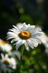 white garden daisy in the sun