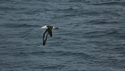 Fototapeta na wymiar Albatross in flight