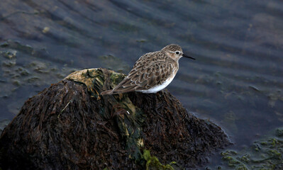 Sandpiper