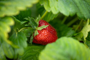 big ripe strawberry on the background of green leaves