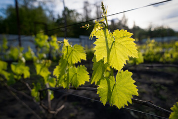Obraz premium young shoots of grapes in the garden, care and cultivation