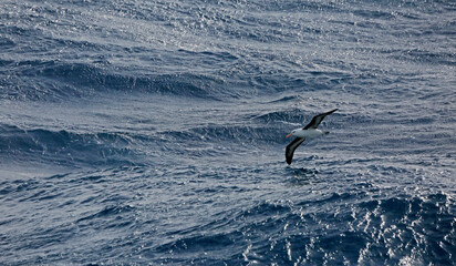 Albatross in stormy Drake Passage
