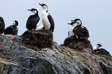 Naklejka premium Cormorant shag colony