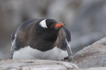 Fototapeta premium penguin in polar regions