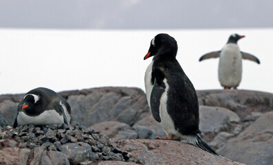 penguins on the rocks