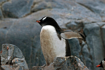 Gentoo penguin
