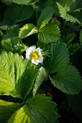 strawberries are blooming in the garden.  Green leaves and strawberry flowers