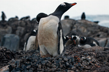gentoo penguin colony © Raphael