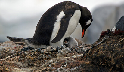 Naklejka premium Penguin with a chick