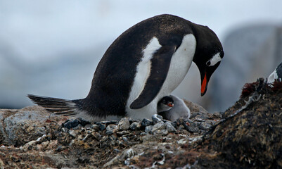 Penguin with a chick
