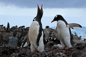 Naklejka premium gentoo penguin colony