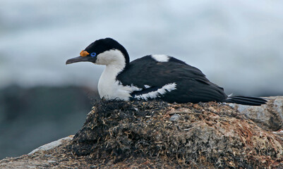 Cormorant shag roosting in nest