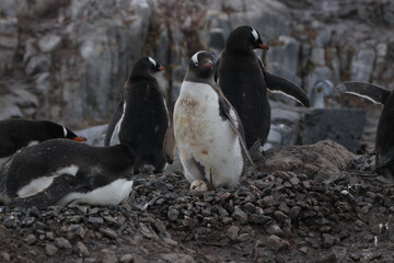 Fototapeta premium penguin on the rocks