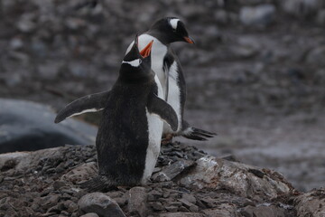 penguin in polar regions