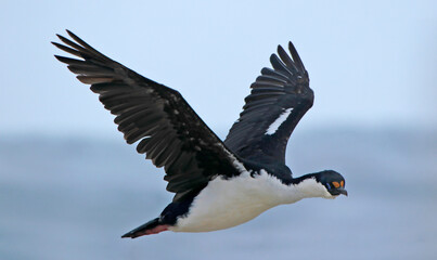 Shag in flight