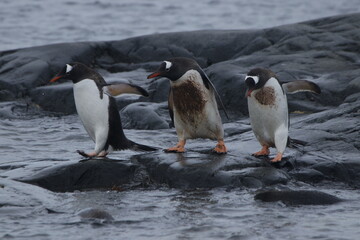 penguins on the rocks