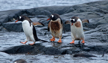 Obraz premium gentoo penguins polar regions