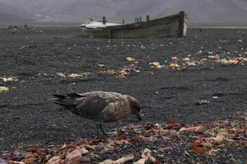 Skua in Deception Island