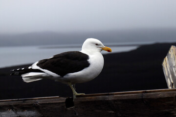 seagull on the beach