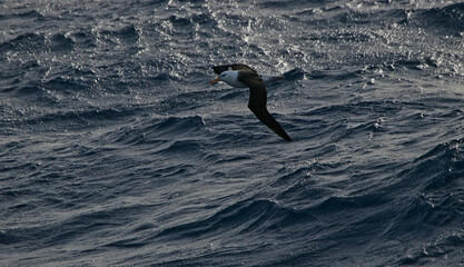 Albatross in flight