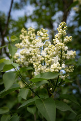 Shrubs with white lilac flowers