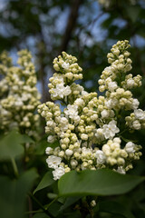 a branch of white lilac blooms in the garden