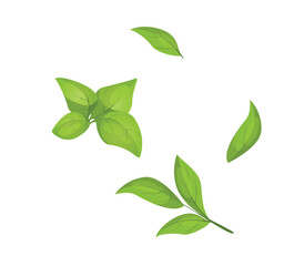 Concept Matcha plant leaf branch. The illustration is a flat, vector design featuring a cartoon-style concept of a matcha leaf and branch on a white background. Vector illustration.
