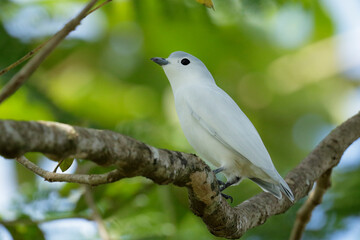 Snowy Cotinga