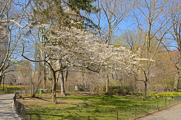 Blossoming cherry tree in Central Park on bright spring sunny day. New York City, United States