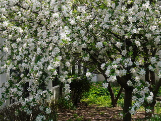 Profuse blooming apple trees with lots of fresh and delicate white flowers in a garden with fallen petals on the ground in spring