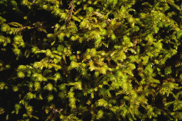 Top view Green moss plasters the log of a fallen tree. Bokeh blurred defocused background. selective focus