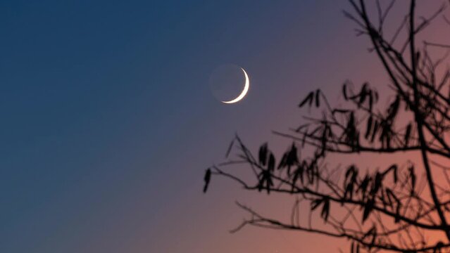 Timelapse video of the tree and moon in the phase of the waning crescent in the sky