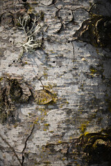 Closeup of white birch bark texture. Suitable for abstract background. Tree with moss on the trunk,...