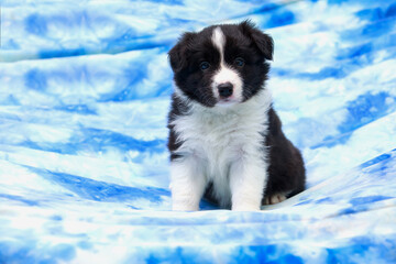 Dog breed Border Collie